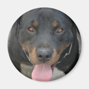 Íman Ímã redondo da imagem de Rottweiler