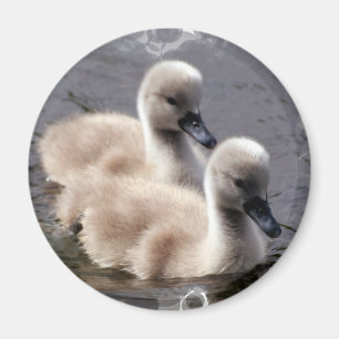 Íman Ímã redondo das cisnes do bebê