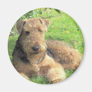 Íman Ímã redondo de Airedale Terrier