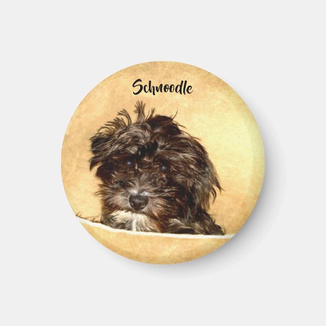 Íman Ímã Redondo de Cachorro Schnoodle (Frente)