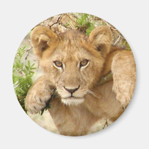 Íman Ímã REDONDO de Cub de leão