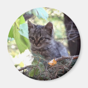 Íman Ímã Redondo de Foto de Gatinho Bebê Gato