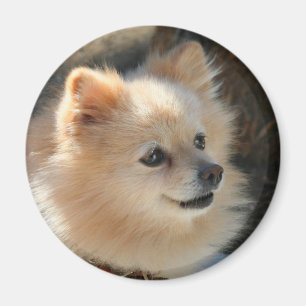 Íman Ímã redondo de Pomeranian