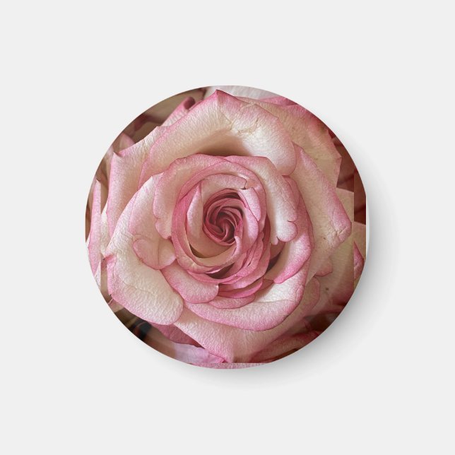 Íman Ímã Redondo de Rosa Branca com Pontas Rosadas Eleg (Frente)