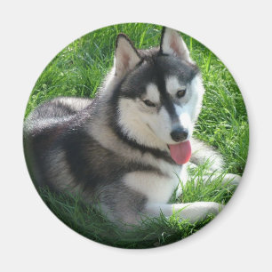 Íman Ímã redondo do cão do rouco Siberian