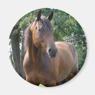 Íman Ímã redondo do cavalo do puro-sangue da baía