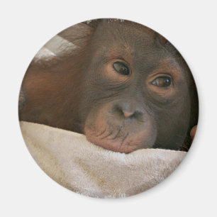 Íman Ímã redondo do chimpanzé do bebê
