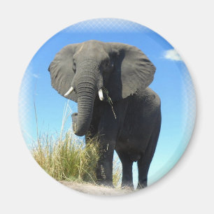 Íman Ímã redondo do elefante africano