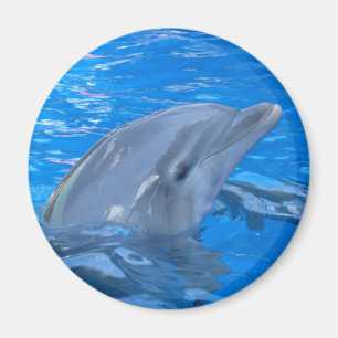 Íman Ímã redondo do golfinho de Bottlenose