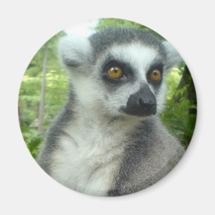 Íman Ímã redondo do Lemur de Madagascar
