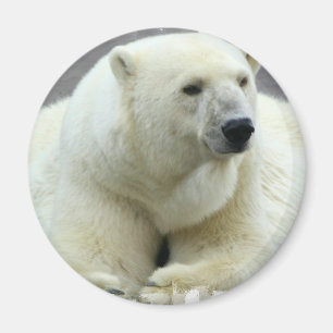 Íman Ímã redondo do urso polar