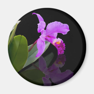 Íman Ímã refletido da orquídea da beleza