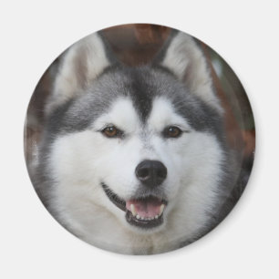 Íman Ímã ronco do cão