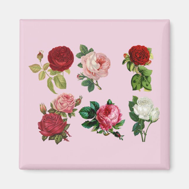 Íman ímã rosa galore (Frente)