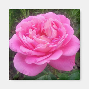 Íman Ímã Rosa Rosa 'Leonardo Da Vinci' Romântica