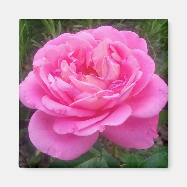 Íman Ímã Rosa Rosa 'Leonardo Da Vinci' Romântica (Frente)