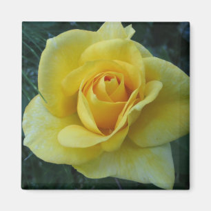Íman Ímã Rose2 amarelo