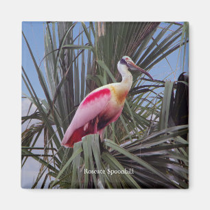 Íman ímã Roseate Spoonbill