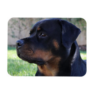 Íman ímã rottweiler