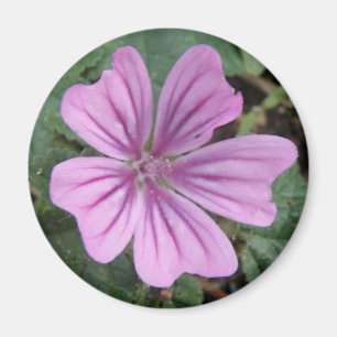 Íman Ímã roxo bonito do Wildflower