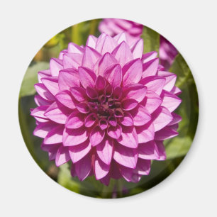 Íman Ímã roxo da dália