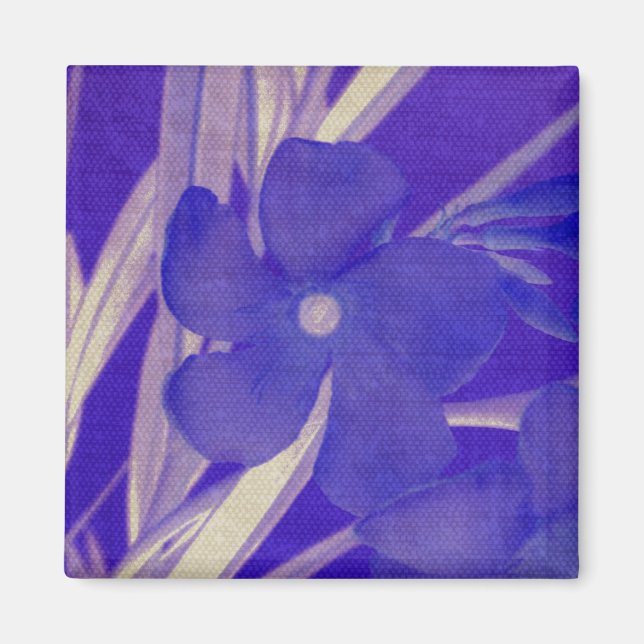 Íman Ímã roxo da flor (Frente)