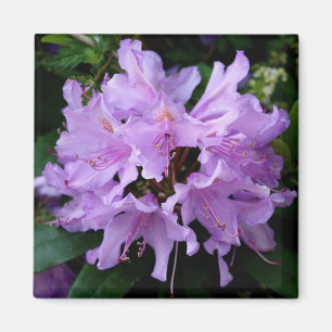 Íman Ímã roxo da flor