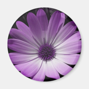 Íman Ímã roxo da flor da margarida