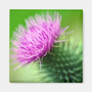 Íman Ímã roxo da flor do cardo