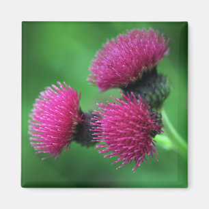 Íman Ímã roxo da flor do cardo