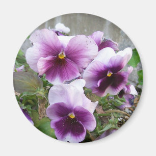 Íman Ímã roxo do amor perfeito