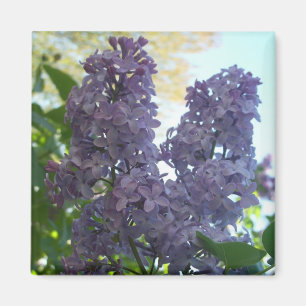 Íman Ímã roxo do Lilac 8