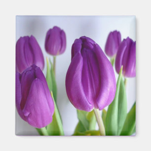 Íman Ímã roxo do primavera da tulipa
