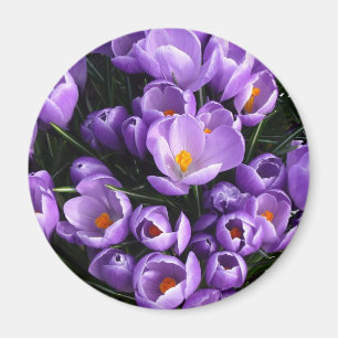 Íman Ímã roxo do refrigerador do açafrão