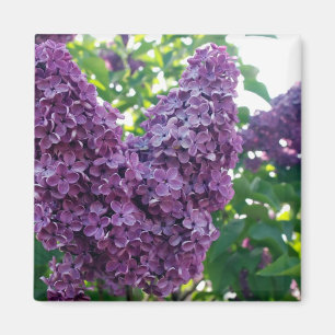 Íman Ímã roxo dos Lilacs