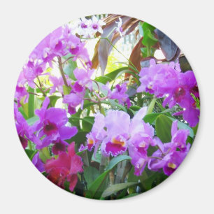 Íman Ímã roxo dos lírios