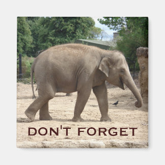 Íman Imã salve a data de Elefante Asiático