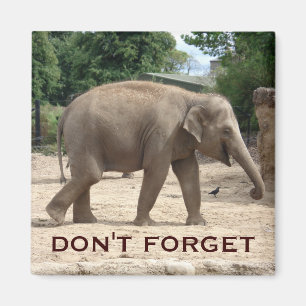 Íman Imã salve a data do elefante asiático