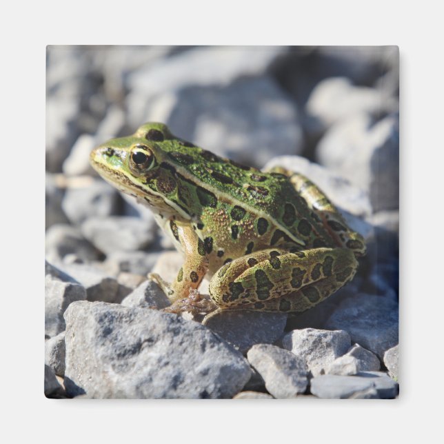 Íman ímã sapo (Frente)