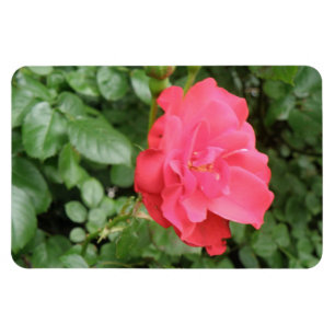 Íman Ímã selvagem do prêmio do rosa