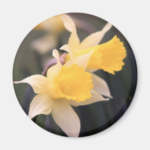 Íman Ímã selvagem dobro do Daffodil