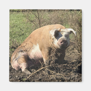 Íman Ímã - Sheila meu porco gordo grande