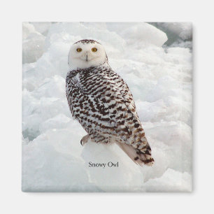 Íman ímã Snowy Owl