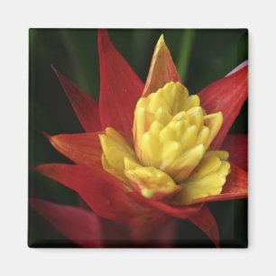 Íman Ímã Spiky da flor