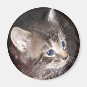 Íman ímã Tabby Kitten