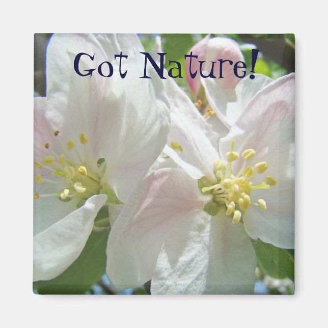 Íman Ímã 'Tem Natureza!' Flores de Maçã Rosa em Flor (Frente)