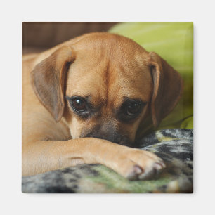 Íman Ímã tímido do puggle