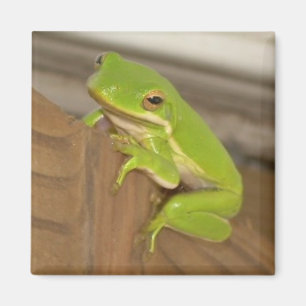 Íman Ímã TreeFrog1