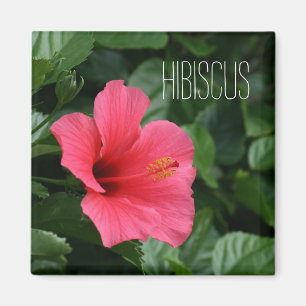 Íman Ímã tropical cor-de-rosa do hibiscus