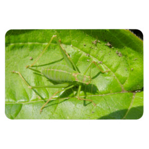 Íman Ímã verde do prêmio da camuflagem do grilo
